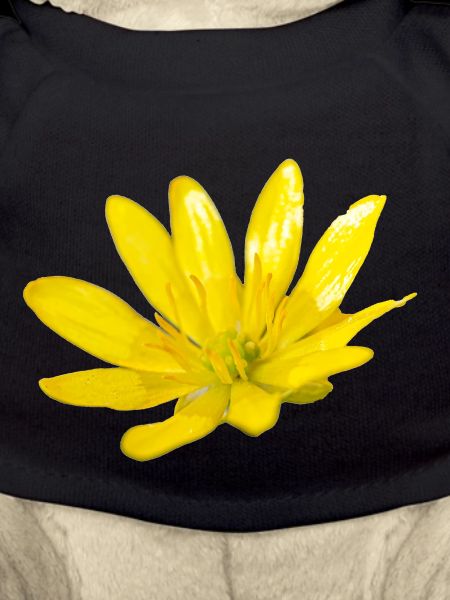 Flower, A730948