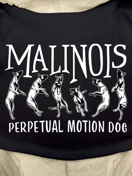 Belgian Malinois Perpetual Motion Dog