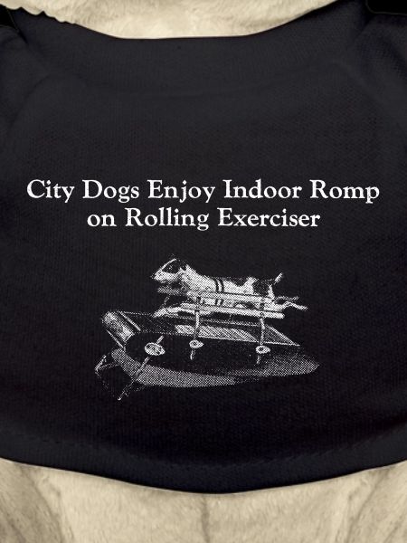 City Dogs
