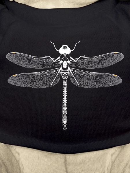 dragonflies