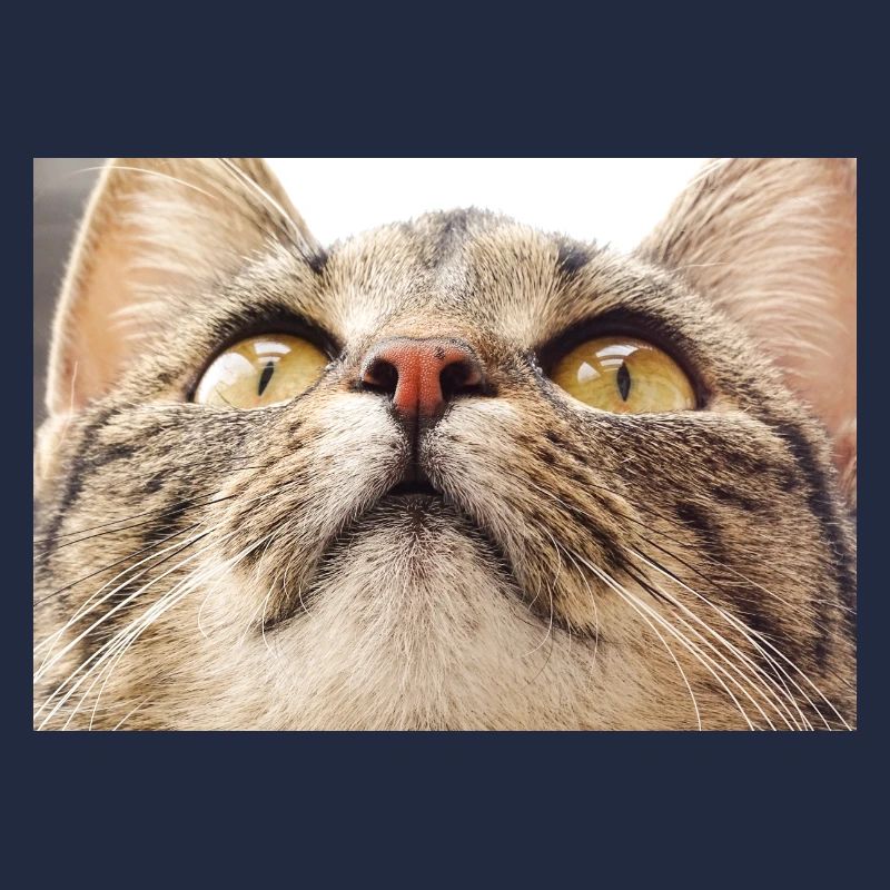 Visage de chat Minka