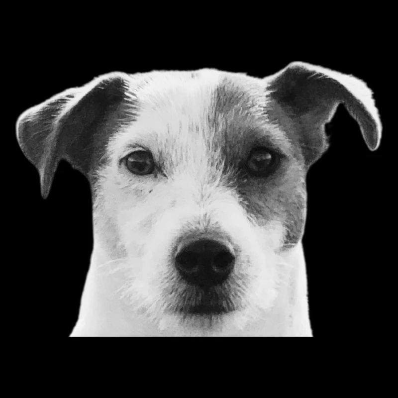 Jack Russell