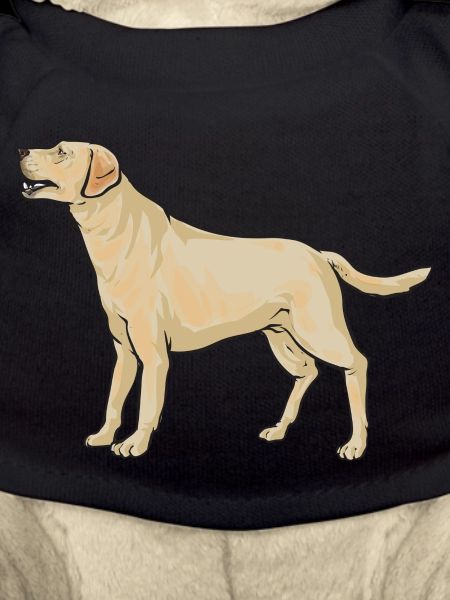 Yellow Labrador Retriever