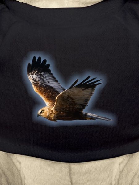 Harrier Marsh
