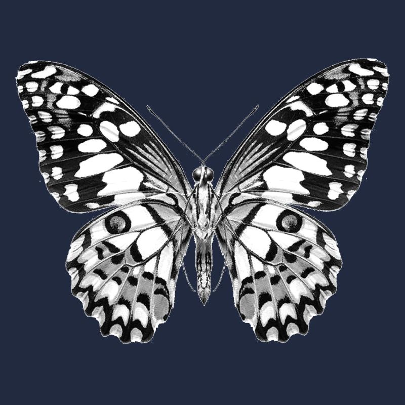08 papillon noir blanc noir et blanc