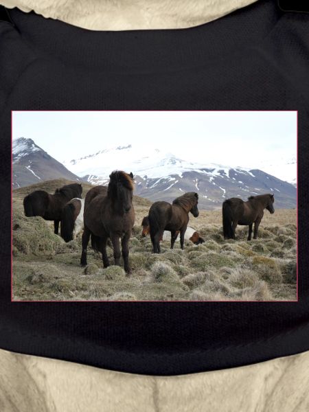 Icelandic horse