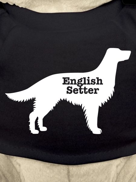 English Setter