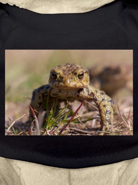 Gros plan d’un crapaud terrestre - Affiche