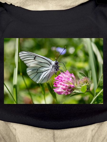Tree White Butterfly on Blossom