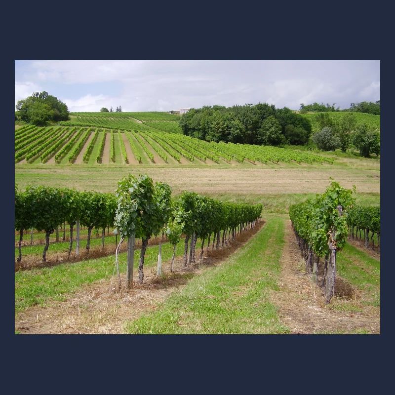 Weinberge