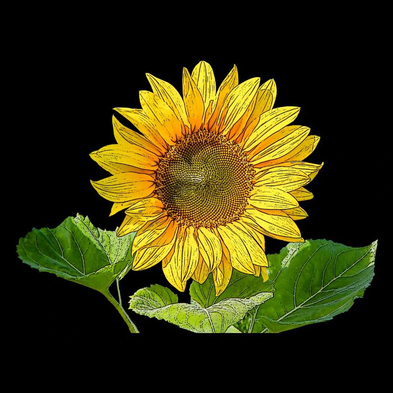 Sonnenblume