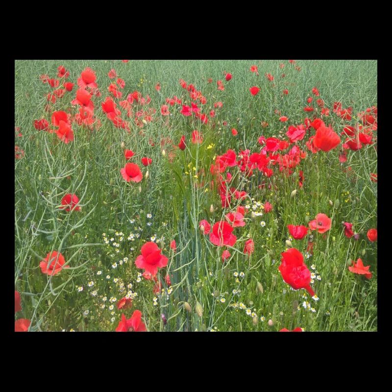 Prairie de coquelicots