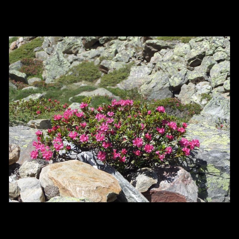 Alpine roses