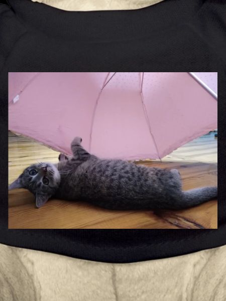katzen, kätzchen,