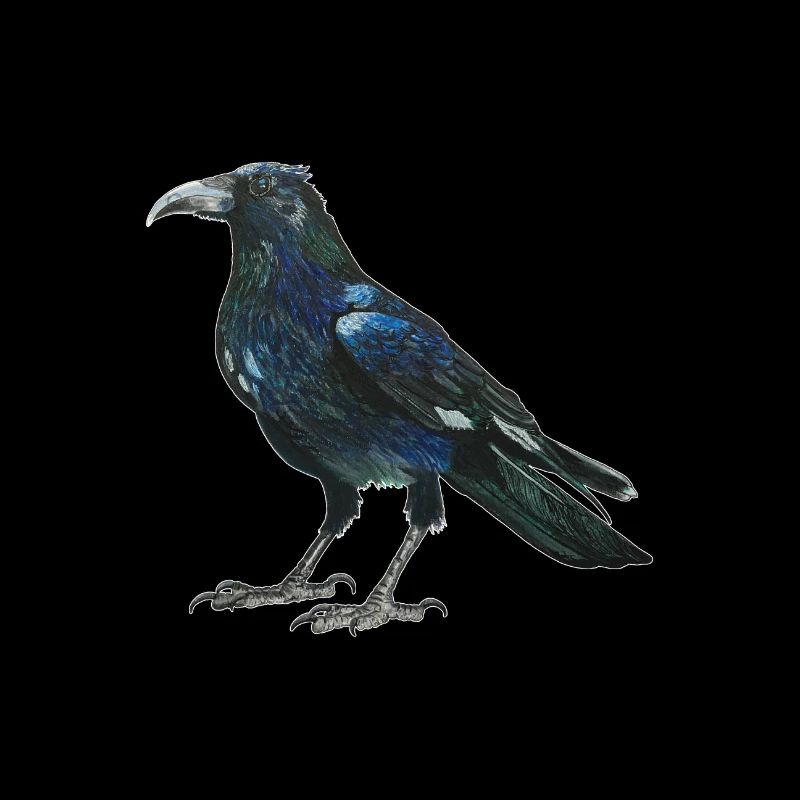 Raven crow with slightly bluish green feathers