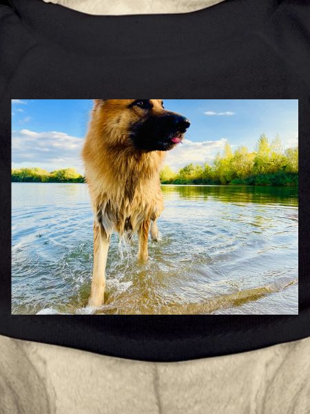 Altdeutscher Schäferhund