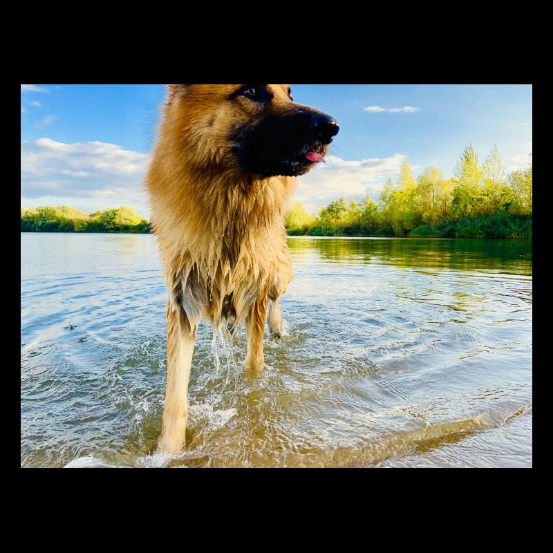 Altdeutscher Schäferhund