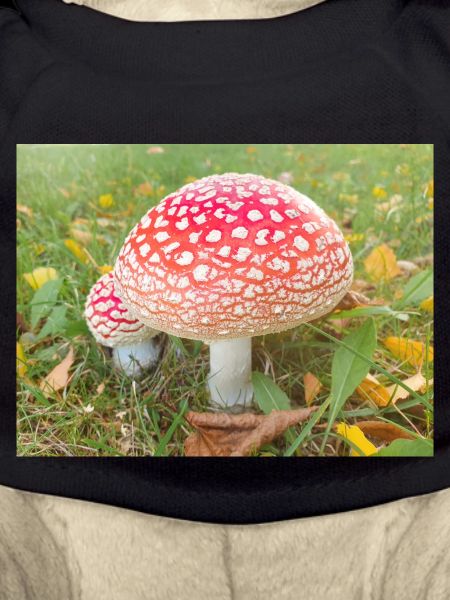 fly agaric also toadstool