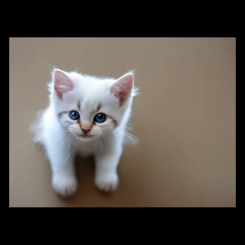 Kitten cute blue eyes