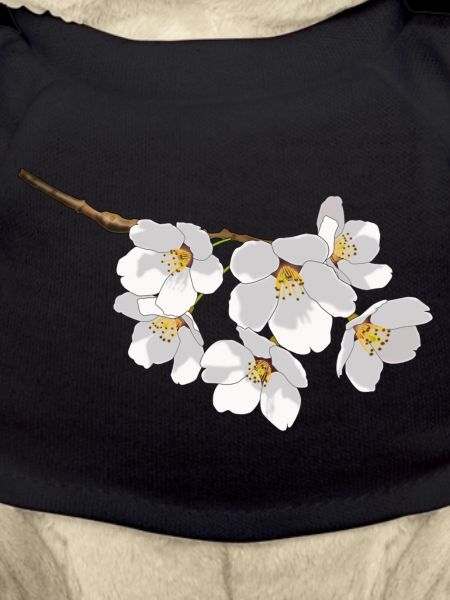 Japanese cherry blossoms white