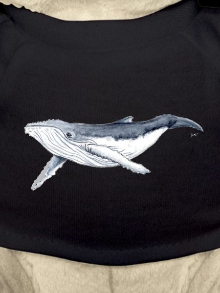 Baby humpback whale - Baleine