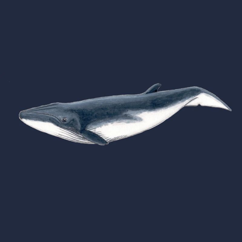 baleine Bebe Bryde - Bébé Baleine