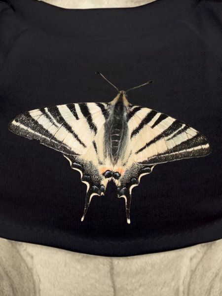 Papillon rare