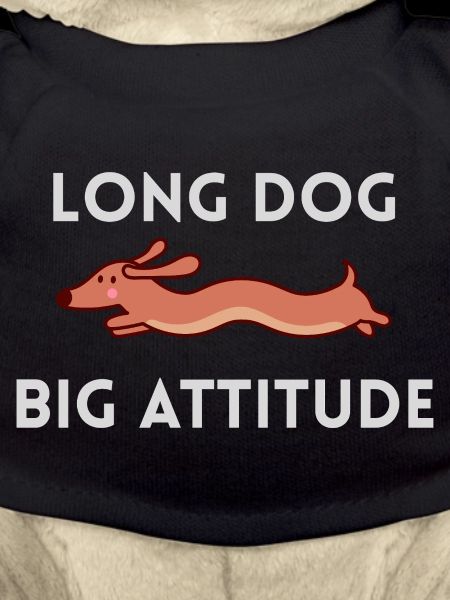 Long Dog Big Attitude Dachshund