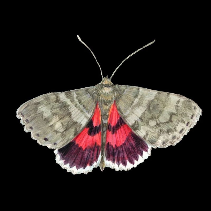 Red underwing