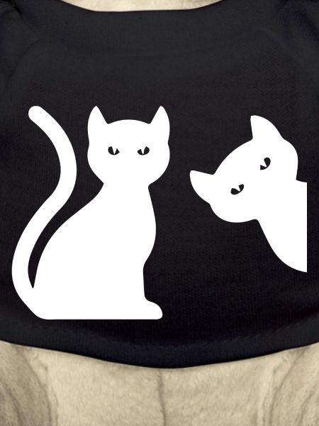 Cat Katze