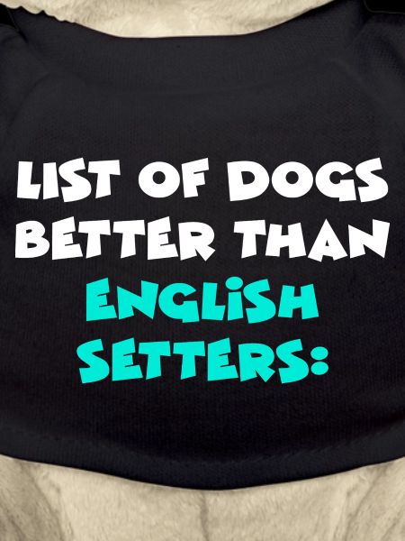 English Setter Englischer Setter