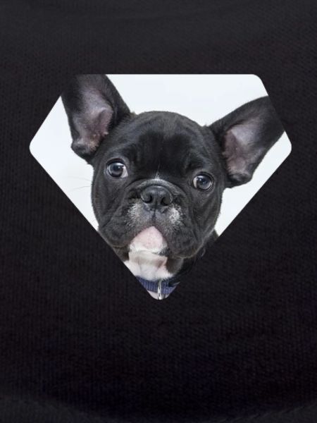 French Bulldog - Frenchie
