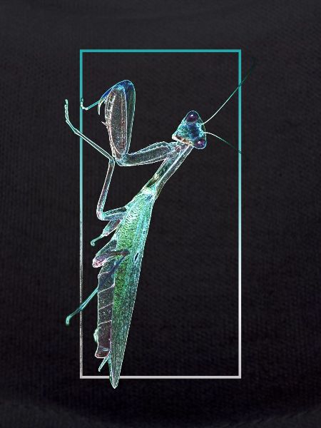Praying Mantis Negative photography