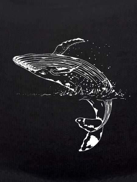 Blue whale Cetacea