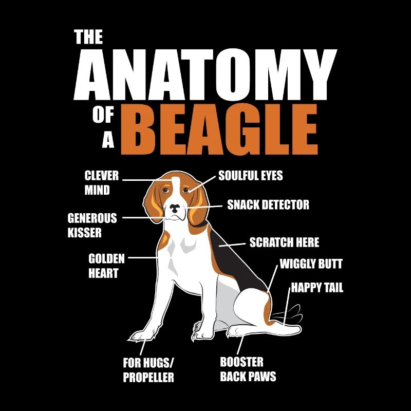 Die Anatomie eines Beagles - lustige Hundebilder