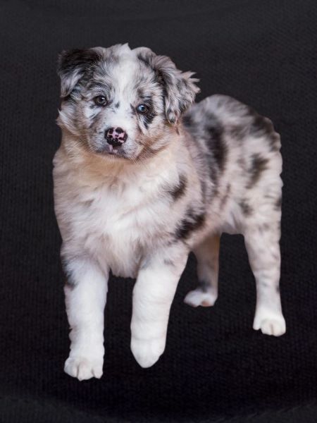 Australian Shepherd