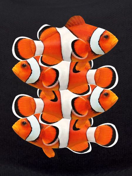 CLOWNFISH CLOWNFISCH