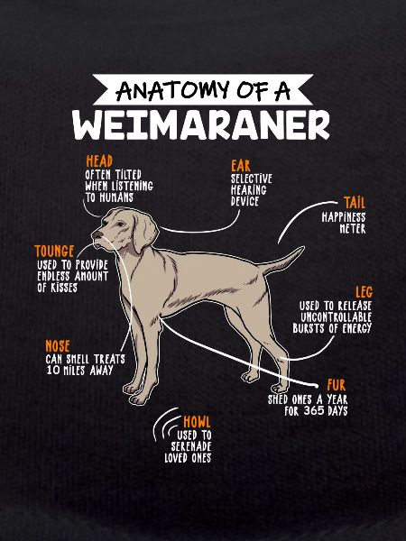 Weimaraner Anatomie Hunde Geschenk