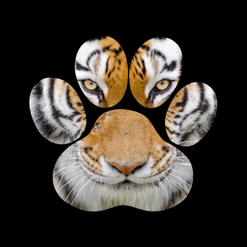Tiger Auge Pfote Tier Katze Gepard Leopard Löwe Ge