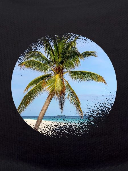 Maldives palm tree