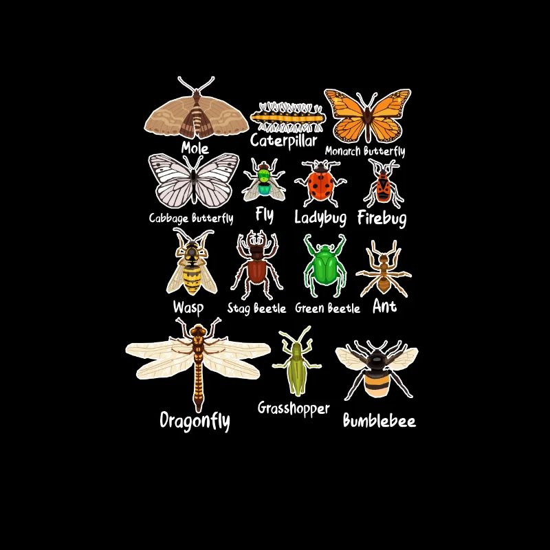 insectes