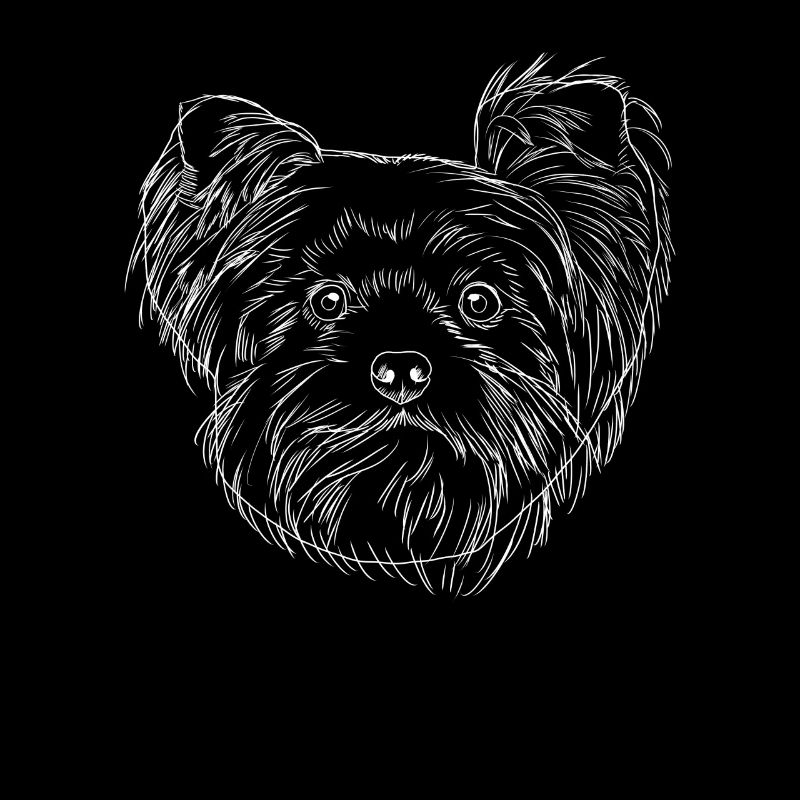 Yorkshire Terrier Hund