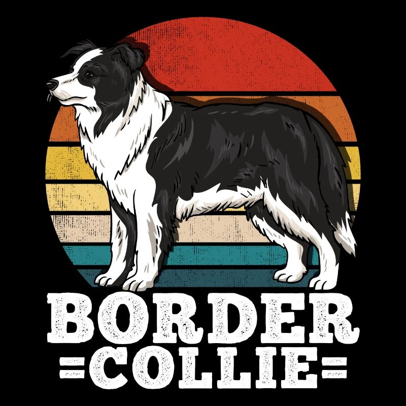Border Collie Rétro