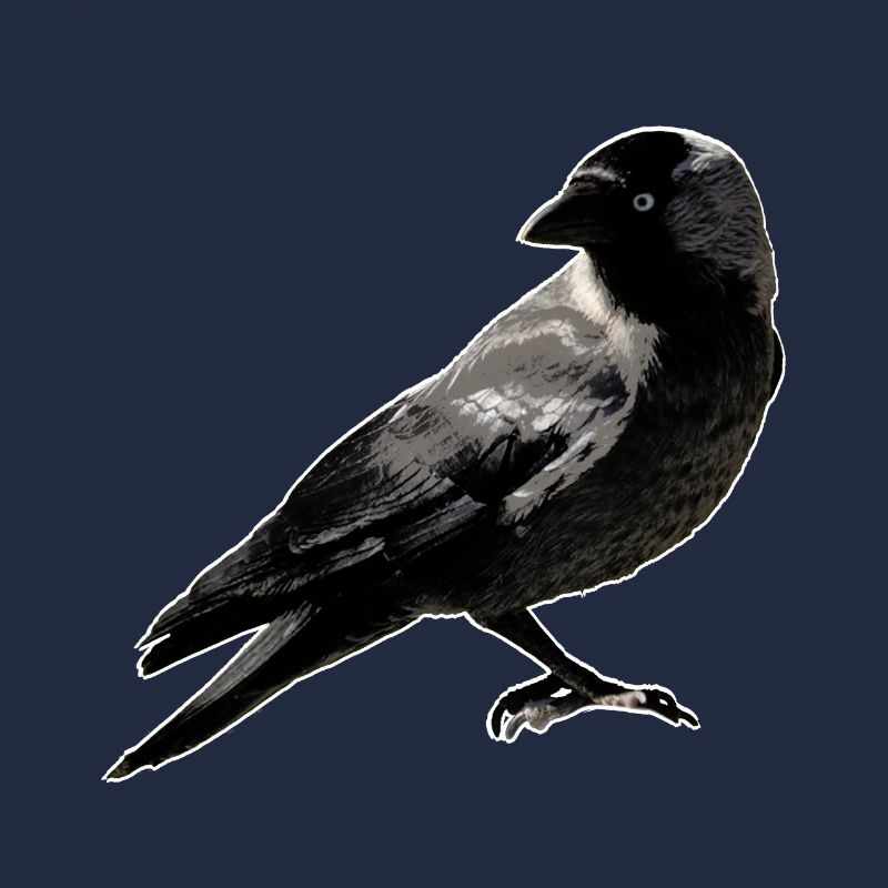 Jackdaw