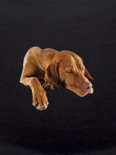 Weimaraner