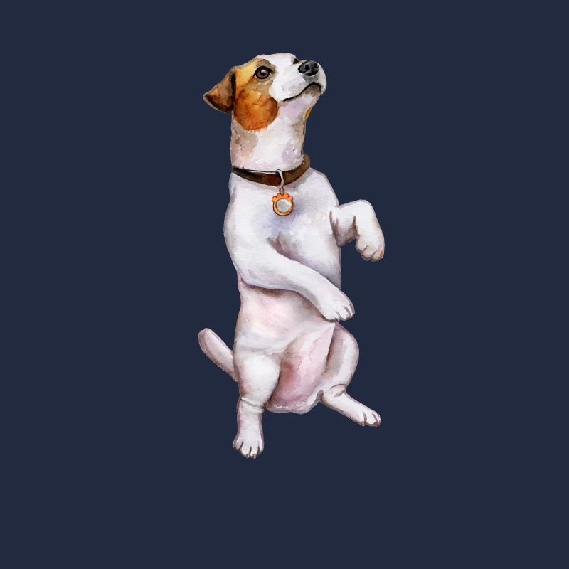 Jack Russell