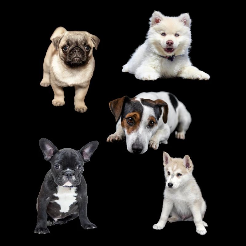 chiots mignons