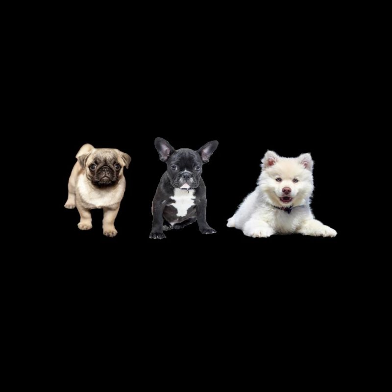 Mops Welpe