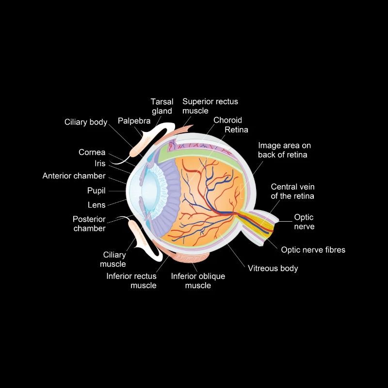 Oeil humain