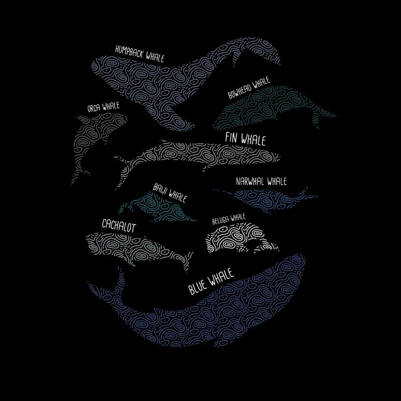 9 types de baleines races de baleines espèces amant
